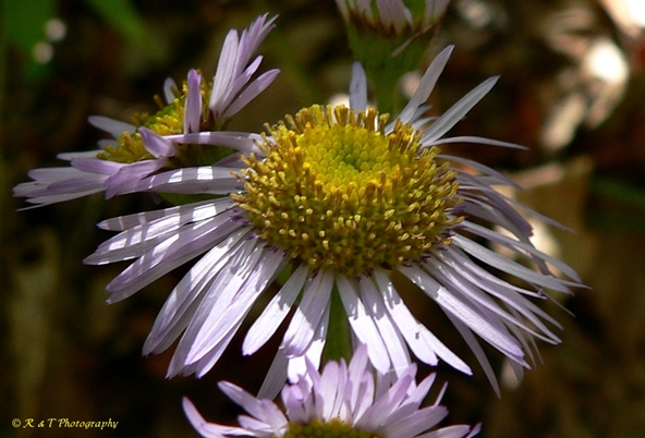 {Erigeron pulchellus}